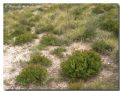 Erica multiflora